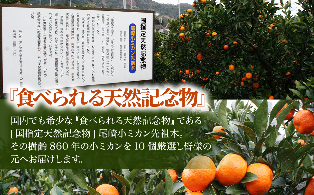 【先行予約】国指定天然記念物 尾崎小ミカン先祖木の小ミカン10個 | みかん 果物 大分県 九州 津久見市 国産