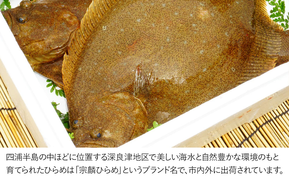 夫婦仲良く宗麟ひらめ  ヒラメ 平目 鮃 刺身 刺し身 生魚 新鮮 大分県産 九州産 津久見市 国産