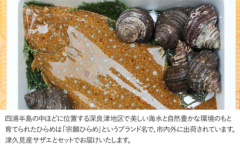 宗麟ひらめ・サザエの詰合せセット  ヒラメ 平目 鮃 刺身 刺し身 生魚 新鮮 大分県産 九州産 津久見市 国産