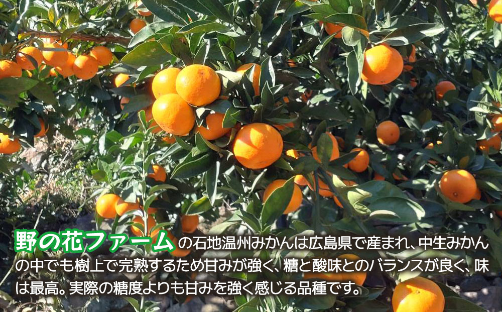 【先行予約・数量限定】野の花ファーム 秀品 石地みかん 5kg | ミカン オレンジ 果物 くだもの 大分県 九州 津久見市 国産