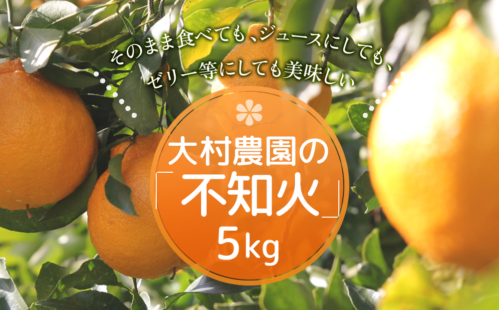 【先行予約】大村農園のみかん 不知火 5kg | ミカン オレンジ 果物 大分県 九州 津久見市 国産