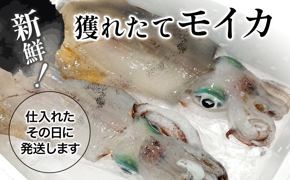 獲れたて モイカ 2kg(2～4杯) 新鮮 アオリイカ イカ 刺身 刺し身 もいか あおりいか 水いか 水イカ 大分県産 九州産 津久見市