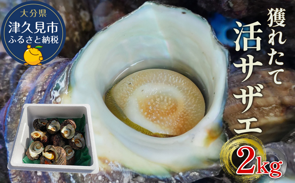 獲れたて 活サザエ 2㎏ (12個～20個) | さざえ 生 栄螺 大分県 九州 津久見市 国産