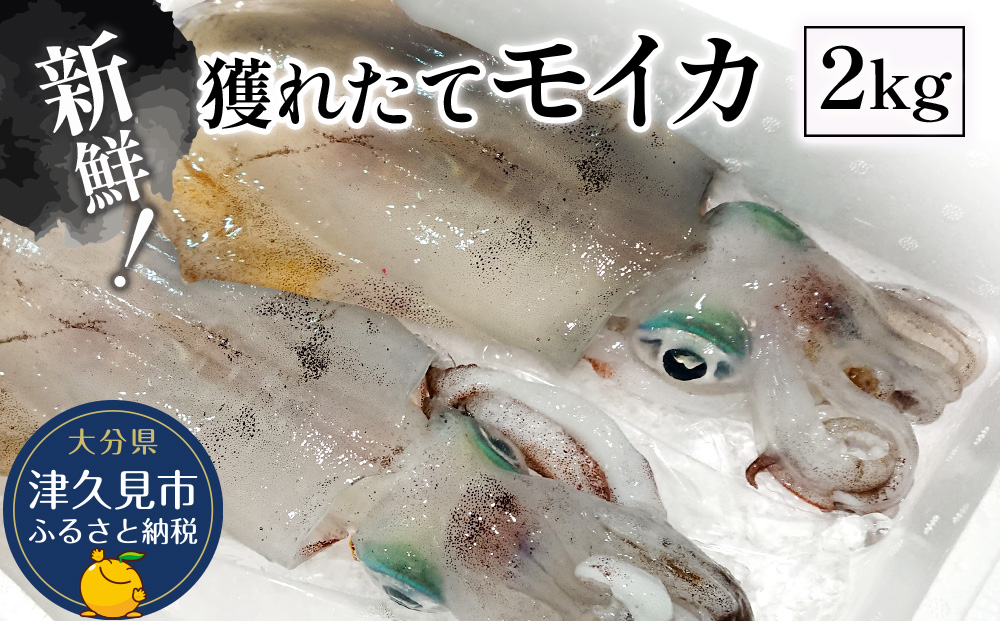 獲れたて モイカ 2kg(2～4杯) 新鮮 アオリイカ イカ 刺身 刺し身 もいか あおりいか 水いか 水イカ 大分県産 九州産 津久見市