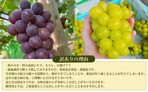 【数量限定】粒パック 訳あり シャインマスカット（約500g）&ナガノパープル（約500g） 計約1kg （各1パック）【2026年8月下旬-11月上旬発送開始予定】
