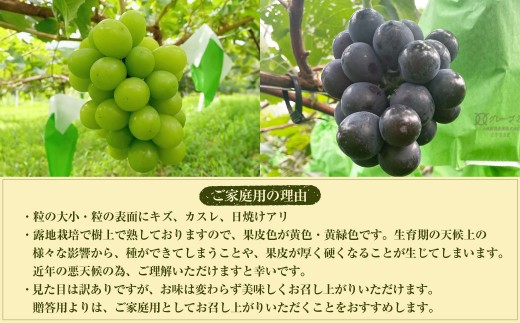 【数量限定】 粒パック 訳あり シャインマスカット （約500g） & BKシードレス （約500g） 計約1kg （各1パック） 【2026年8月下旬～11月上旬発送開始予定】