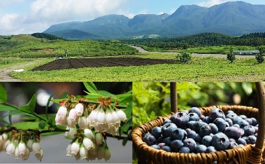 大分県久住高原産 『手摘みブルーベリー』 冷凍ブルーベリー 1kg 【2025年7月下旬より順次発送開始予定】