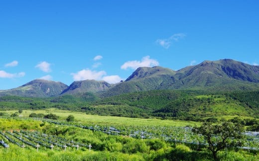 久住ロゼ CatWalk 720ml 1本 ロゼワイン