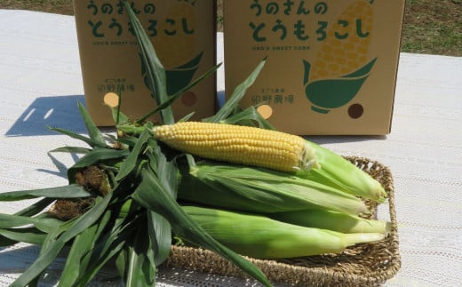【卯野農場】産地直送！生でも美味しい 朝採れ スイートコーン 10本 3.5kg以上 とうもろこし コーン 【2026年7月上旬-8月下旬発送予定】