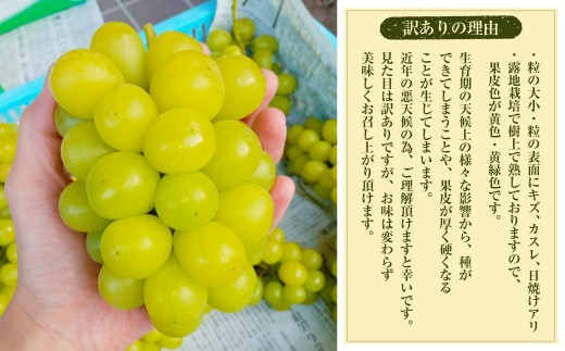 【数量限定】粒パック 訳あり シャインマスカット 約1kg （2パック） 【2026年8月下旬～11月上旬発送開始予定】