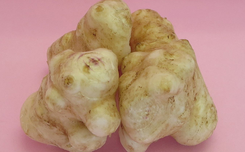 竹田市産 100%！ 菊芋パウダー 80g×1本 ＋ はちみつ 180g×1本  セット 化粧箱