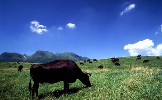 【大分の味凝縮！】 豊後牛メシ 2合用（150g）×5袋 （計10合分）