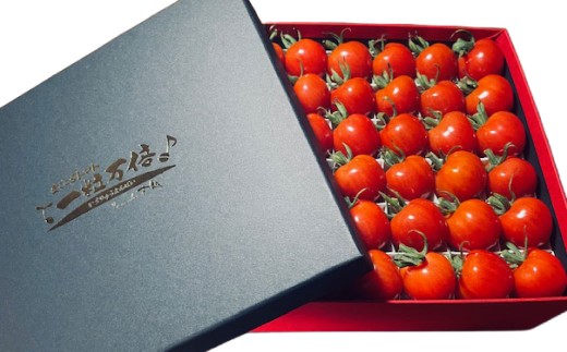 音楽を聴いて育った 「ミニトマト2段 黒 ／ 赤 BOX」