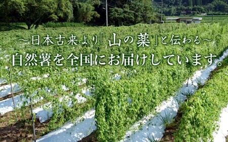 自然薯姫 （青果） 約1kg 【発送不可期間:毎年4月下旬-11月上旬】