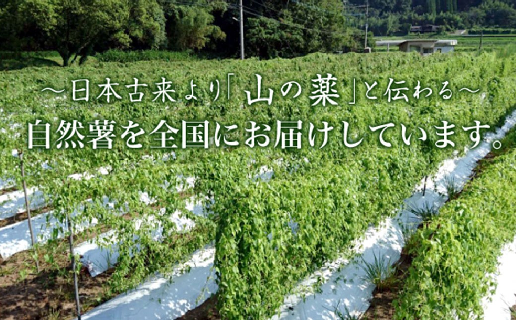 自然薯姫 （青果） 約2kg 【発送不可期間:毎年4月下旬-11月上旬】