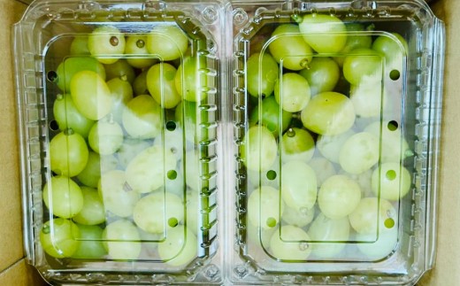 【数量限定】粒パック 訳あり シャインマスカット 約1kg （2パック） 【2026年8月下旬～11月上旬発送開始予定】