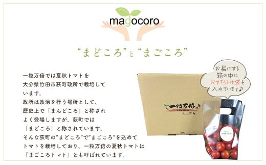 まごころ ミニトマト の 宝石箱 3.0kg (150玉前後) サンチェリーピュア【2026年7月上旬から11月下旬まで発送予定】