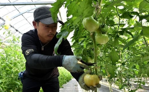 【竹田市産】高原トマト 4kg (約16～28個) 【ベジスタとまとちゃん】【2025年5月下旬-2026年1月上旬発送予定】