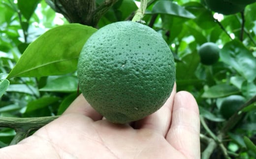 大分県産 有機かぼす果汁100% ［魔法の香り］ 500ml 2本セット