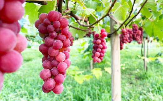 《orange》あらしぼりのとろっと濃厚、ストレートジュース 果汁100% 1本（500ml）