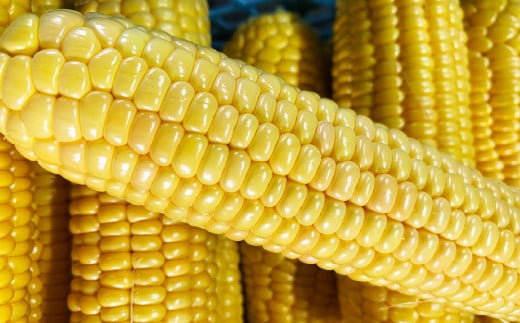 朝採りとうもろこし 恵味ゴールド 10本入り