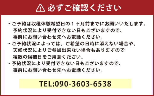 【1組10名】かわいいミニトマト収穫体験～【体験期間：9月下旬～10月下旬】