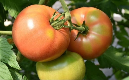 【竹田市産】高原トマト 4kg (約16～28個) 【ベジスタとまとちゃん】【2025年5月下旬-2026年1月上旬発送予定】