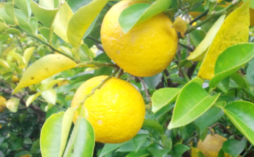 大分県産 有機かぼす果汁100% ［魔法の香り］ 500ml 2本セット