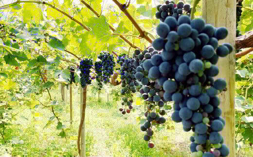 《green》あらしぼりのとろっと濃厚、ストレートジュース 果汁100% 1本（500ml）