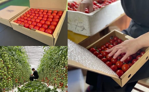 まごころ ミニトマト の宝石箱 1.7kg(約80～110玉)×3箱 計5.1kg サンチェリーピュア トマト【2026年7月上旬から11月下旬まで発送予定】