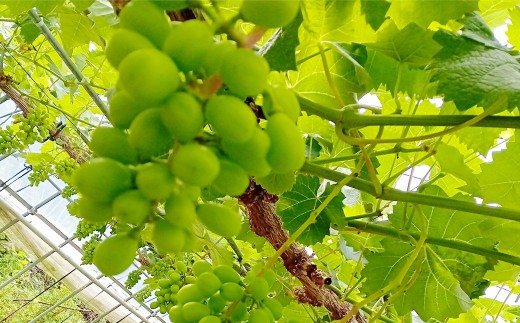 【数量限定】粒パック 訳あり シャインマスカット 約1kg （2パック） 【2026年8月下旬～11月上旬発送開始予定】