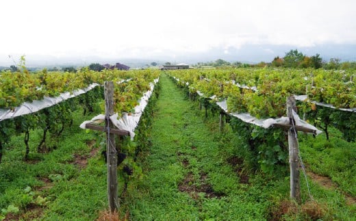 久住ワイナリーの久住高原育ち赤・ロゼ 720ml×2本セット