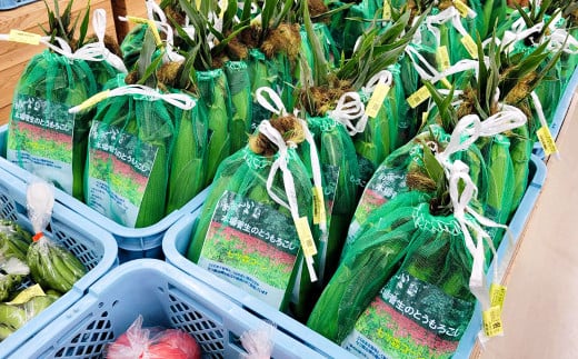 その時期の一番美味しいをお届け！ 竹田育ちの 「野菜詰め合わせセット」 A