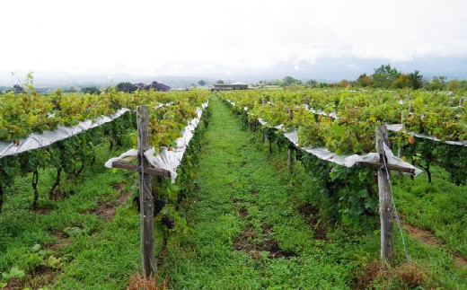 久住ロゼ CatWalk 720ml 1本 ロゼワイン