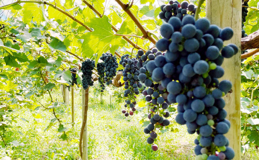 《orange》あらしぼりのとろっと濃厚、ストレートジュース 果汁100% 1本（500ml）