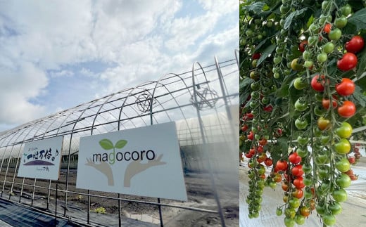 まごころ ミニトマト の 宝石箱 3.0kg (150玉前後) サンチェリーピュア【2026年7月上旬から11月下旬まで発送予定】