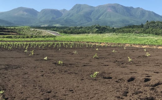 【1組5名まで】 ～自然豊かな久住高原で育った野菜の収穫体験～ 収穫お野菜のお土産付き！ 【体験期間：毎年7月下旬～9月下旬】