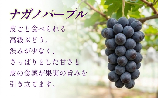 【うちとくだもん】 のこだわりぶどう ぶどう 4種食べ比べセット 各1房 計4房 約2kg