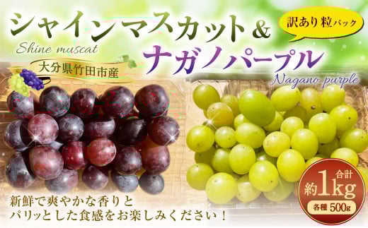 【数量限定】粒パック 訳あり シャインマスカット（約500g）&ナガノパープル（約500g） 計約1kg （各1パック）【2026年8月下旬-11月上旬発送開始予定】