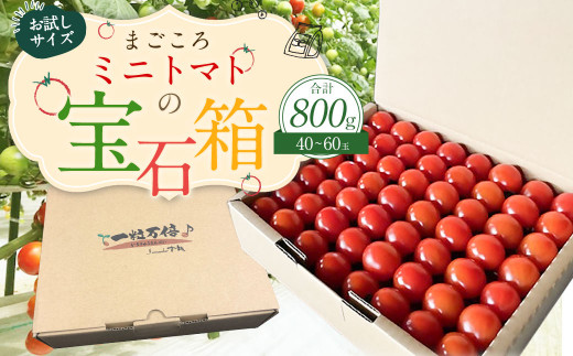 お試しサイズ まごころミニトマトの宝石箱 800g (約40～60玉) サンチェリーピュア 夏秋ミニトマト トマト 野菜 【2026年7月上旬から11月下旬まで発送予定】