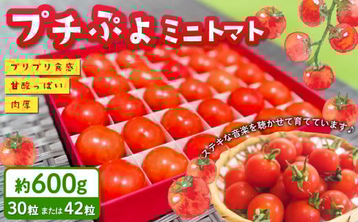 音楽を聴いて育ったプチぷよ 一粒万倍 黒／赤BOX【30粒or42粒】【2025年7月上旬-11月上旬発送予定】
