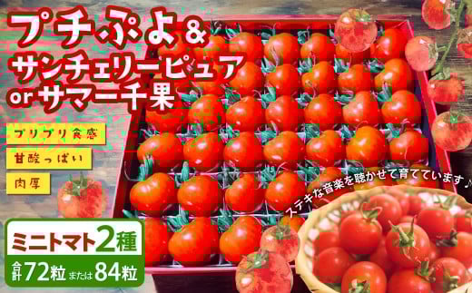 音楽を聴いて育った 「ミニトマト2段 黒 ／ 赤 BOX」