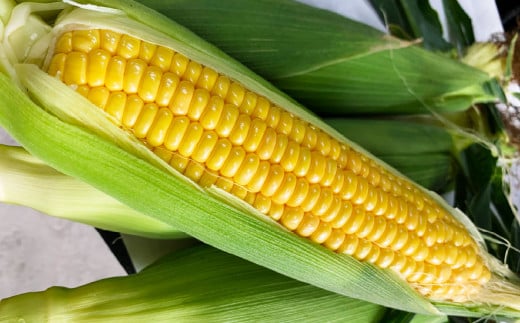 朝採りとうもろこし 恵味ゴールド 10本入り