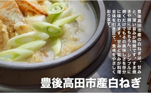 【先行予約】産地直送・新鮮！甘くて美味しい白ネギ (3kg前後) 西日本トップクラスの産地・大分県豊後高田市産 広大な干拓で育ったミネラル豊富な白ねぎ ネギ ねぎ 長ネギ 鍋 野菜