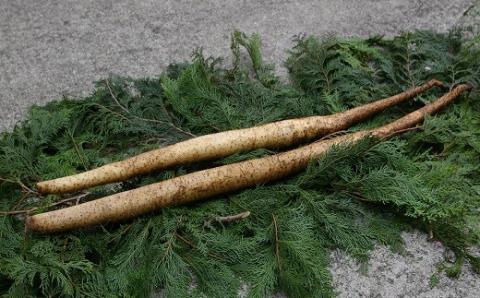 有機栽培で育てたこだわりの自然薯