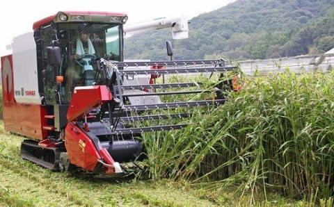 豊後高田産ハトムギ茶（8g×10袋）／３個