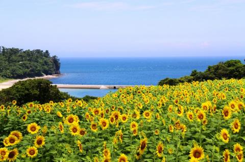 無添加菜の花油（1.5L × 2本）お試しひまわり油付