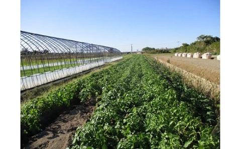 有機JASじゃがいも（5kg/訳あり/S～Lサイズ）