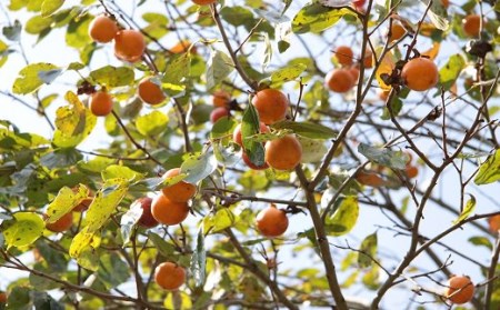 柿の葉茶ティーバッグ20包