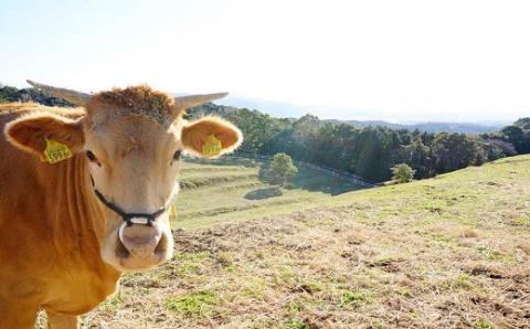 【草地和牛】レトルト 3種（牛丼、キーマカレー、麻婆料理の素）詰合せB